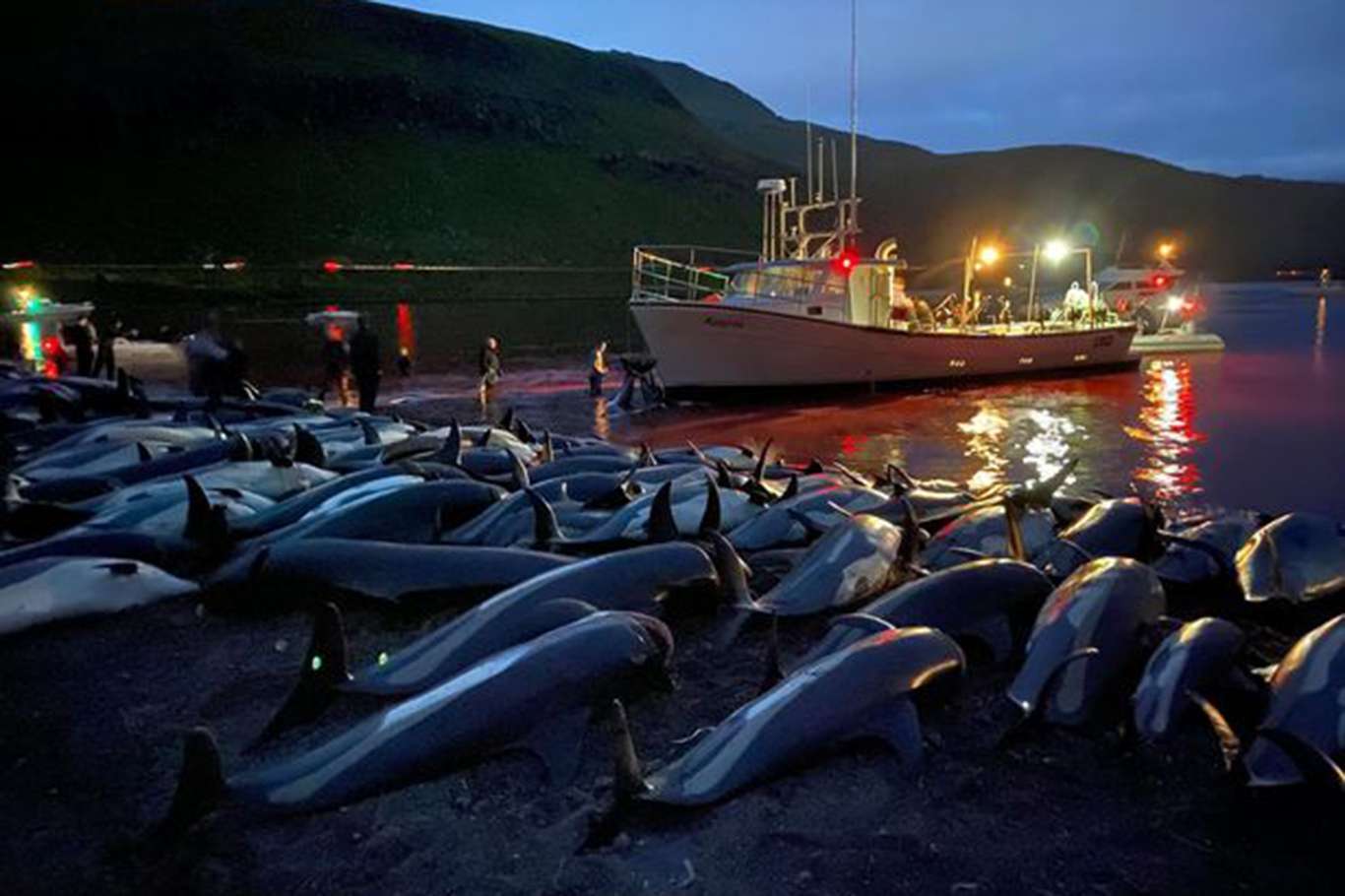 در جشنواره ای در دانمارک 1500 دلفین کشته شدند